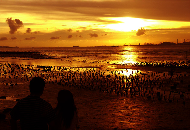 Mangrove saplings are silhouetted at dusk at Lau Fau Shan.