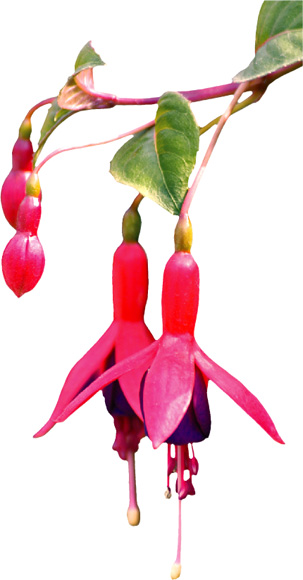 The popular home-grown plant Fuschia.