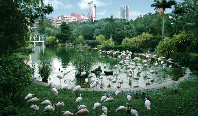 Pencil-thin legged flamingos cool off in Kowloon Park.