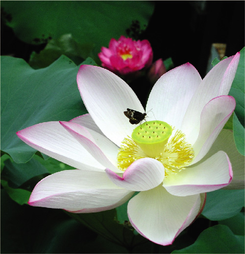  蓮 花 是 香 港 常 見 的 水 生 植 物 。 