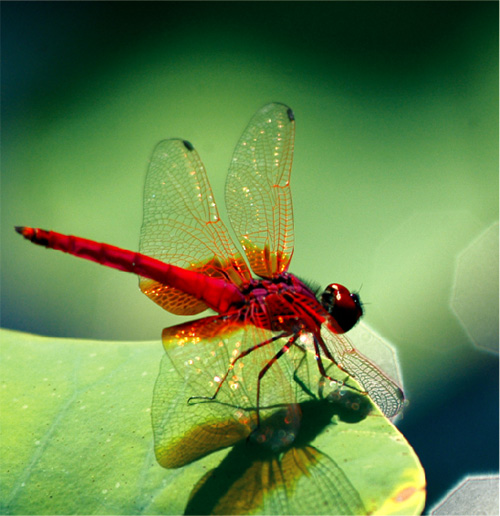  侏 红 蜻 蜓 是 香 港 体 型 最 小 的 蜻 蜓 。 