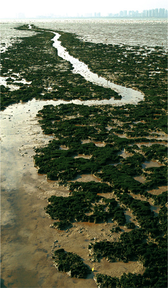 Many species of crustaceans, mudskippers and other aquatic wildlife are easy prey at low tide for thousands of birds feeding in the muddy mangrove swamps of the Mai Po nature reserve.