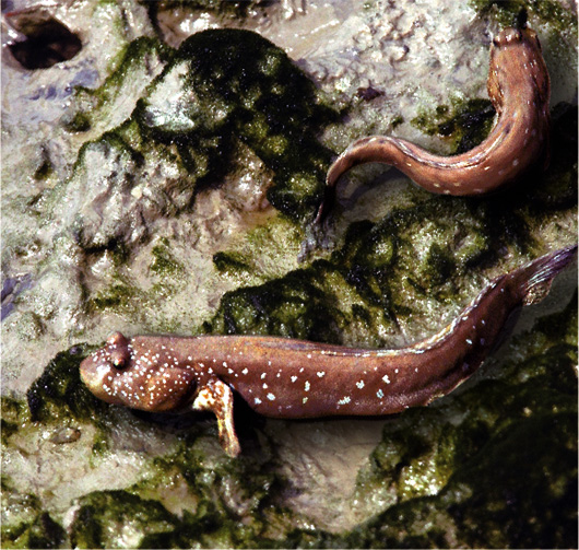 Many species of crustaceans, mudskippers and other aquatic wildlife are easy prey at low tide for thousands of birds feeding in the muddy mangrove swamps of the Mai Po nature reserve.