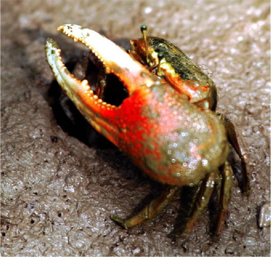 Many species of crustaceans, mudskippers and other aquatic wildlife are easy prey at low tide for thousands of birds feeding in the muddy mangrove swamps of the Mai Po nature reserve.