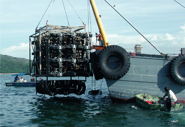 The fish stocks have improved considerably with cleaner water and artificial reefs made up of lashed car tyres providing an underwater breeding ground for many subtropical species.