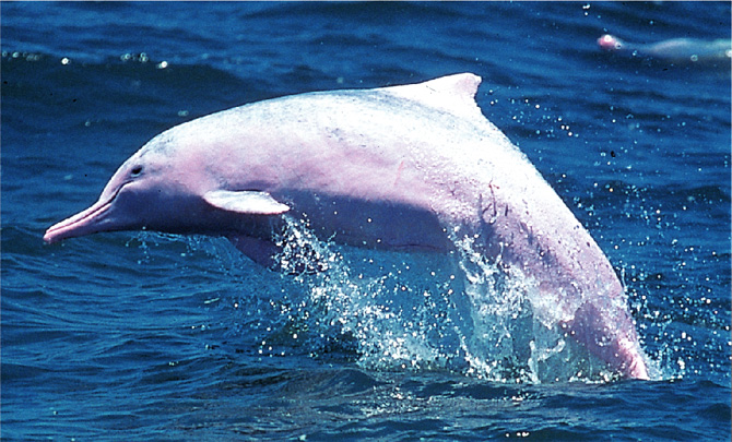  沙 洲 和 龙 鼓 洲 海 岸 公 园 受 到 珠 江 淡 水 流 的 冲 擦 ， 经 常 有 中 华 白 海 豚 出 没 。 