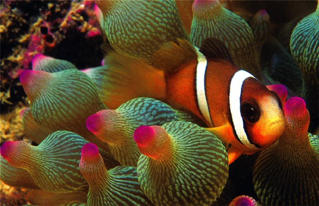 The fish stocks have improved considerably with cleaner water and artificial reefs made up of lashed car tyres providing an underwater breeding ground for many subtropical species.