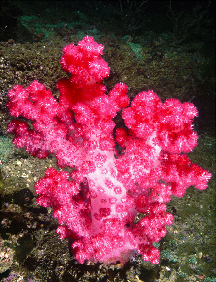 Some 20 years ago, Hong Kong was practically devoid of any coral, which had been killed off by agricultural and chemical waste flowing into the waterways. Today, much of the coral and fish have returned and are protected through strict legislation and enforcement.