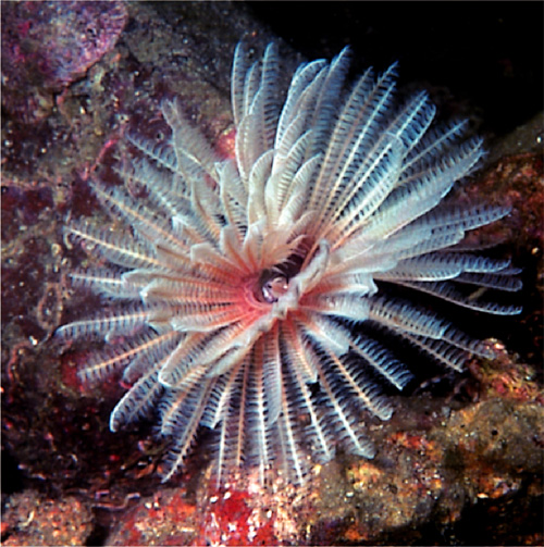 Some 20 years ago, Hong Kong was practically devoid of any coral, which had been killed off by agricultural and chemical waste flowing into the waterways. Today, much of the coral and fish have returned and are protected through strict legislation and enforcement.