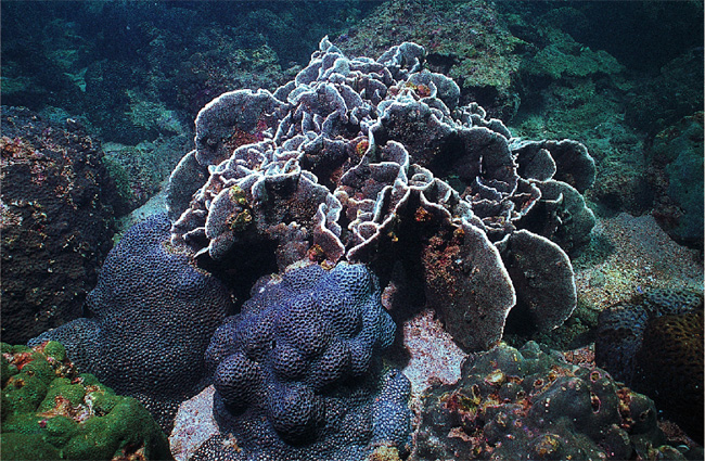  約 20 年 前 ， 由 於 農 業 和 化 學 廢 料 污 染 ， 香 港 的 珊 瑚 幾 乎 蕩 然 無 存 。 今 天 ， 經 當 局 嚴 厲 立 法 和 執 法 予 以 保 護 ， 大 部 分 珊 瑚 和 魚 類 已 恢 復 生 機 。 