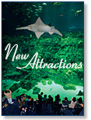 New Attractions