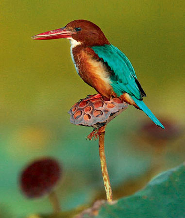 feathered treasures up close